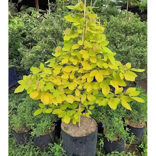 Desmodium, Golden Legume Plant